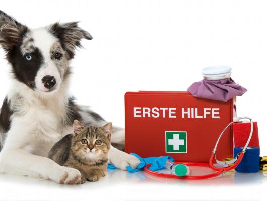 Domácí lékárnička pro psa a kočku: co zvířata mohou a naopak nesmí